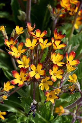 Oakleaf yellow picotee - oakleaf,