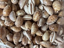 Spotted Cowries Seashells 50