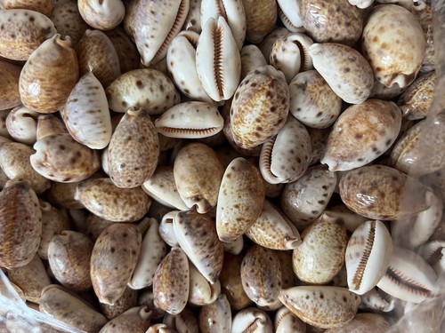 Spotted cowries seashells - cowries, 50