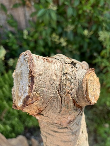 Pine wood crotch - crotch, blank