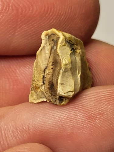 Triceratops tooth 15mm - triceratops, ~15mm