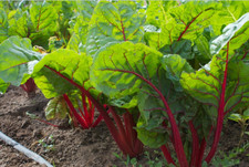 Ruby Red Swiss Chard Heirloom silverbeet 25 - 800 seeds Heirloom Bulk Wholesale
