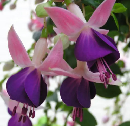 Lena fuchsia live plant 6 - live,
