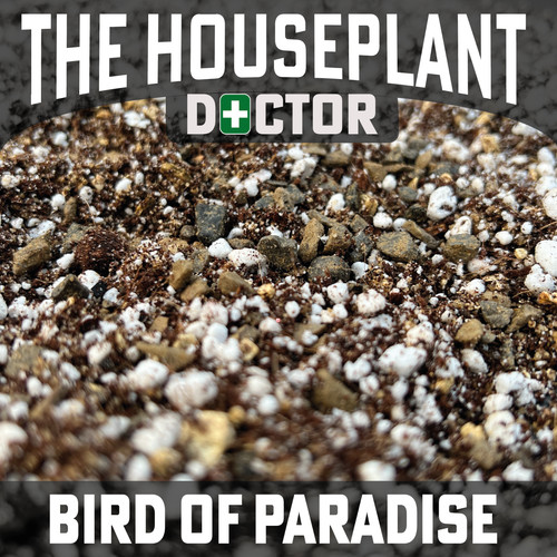 Bird paradise repotting - bird, of
