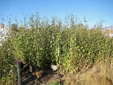 20 LARGE ORGANIC  WHITE