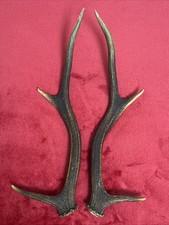 PAIR OF RED DEER ANTLERS 371g