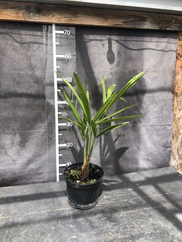 Trachycarpus fortunei - , x