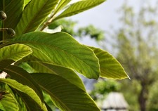 Nikon AF-S 24-70mm f/2.8G ED