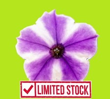 PETUNIA SURFINIA x24 "Blue
