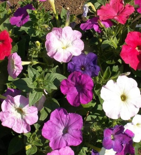 1000 dwarf petunia mix seeds - 1000+,
