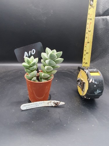 Crassula moonglow - crassula, moonglow.