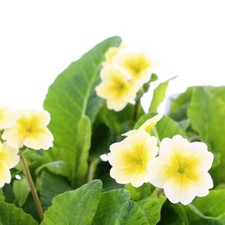 Polyanthus Primrose Shades
