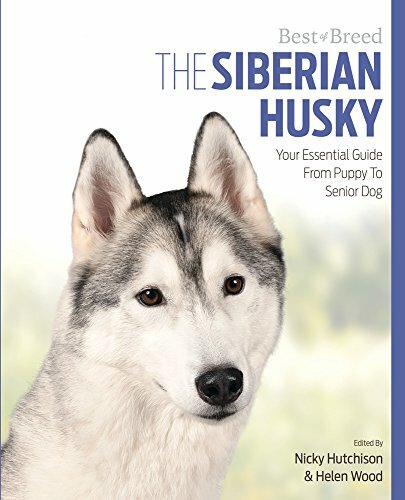 Siberian husky best - husky,