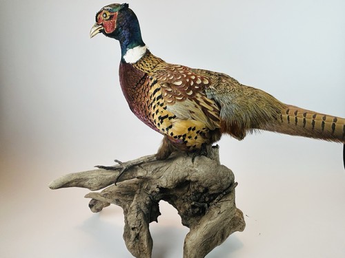 Vintage ringneck pheasant - vintage,