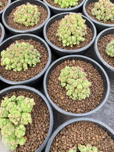 Multi heads mammillaria - multi,