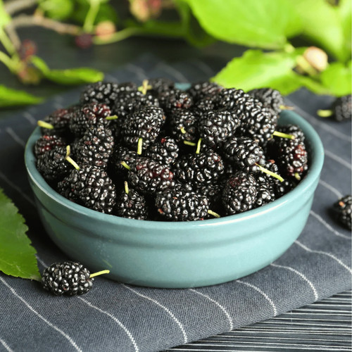250 black mulberry seeds - mulberry,
