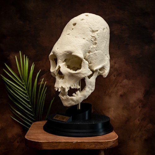 Paracas elongated skull - paracas,
