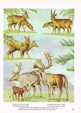 Reindeer Muntjac Chinese Water Deer Animal Print Picture Vintage 1972 OBOV#149