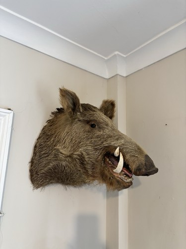 Wild bore head taxidermy - head,