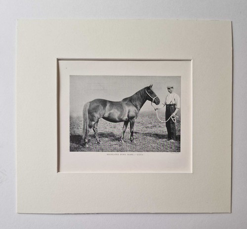 Reid highland pony mare - reid,