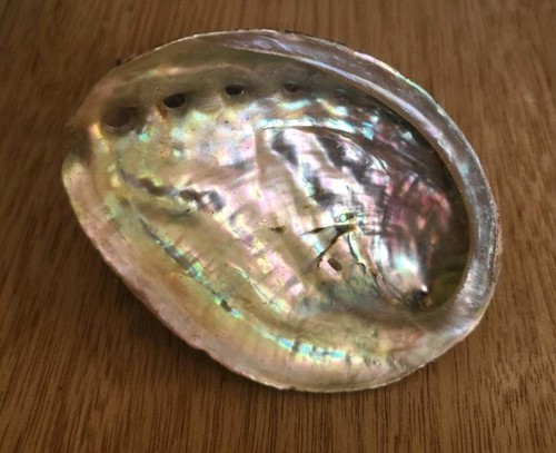 Large abalone shell multi - large,