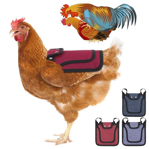 Chicken saddle hen - chicken, back