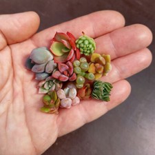 Mini Succulents, Cuttings, Mini Plants, Cute Succulents, Mini Houseplants