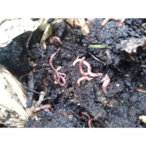 Red worm starter colony - colony, *seeds