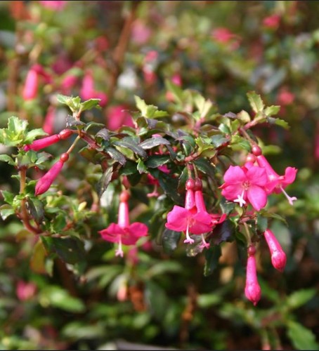 Fuchsia microphylla 9cm - fuchsia,
