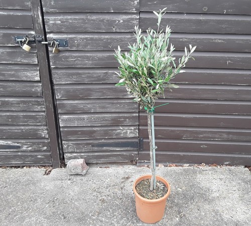 Olive tree - tree, europaea)