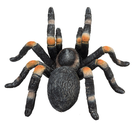 Red kneed tarantula - kneed, wild