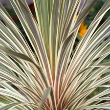 Evergreen Shrub, Cordyline
