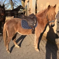 Leather Freemax Treeless