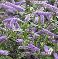 3X HEBE SHRUB MIDSUMMER BEAUTY EVERGREEN HARDY GARDEN PLANT PLUGS PURPLE FLOWERS