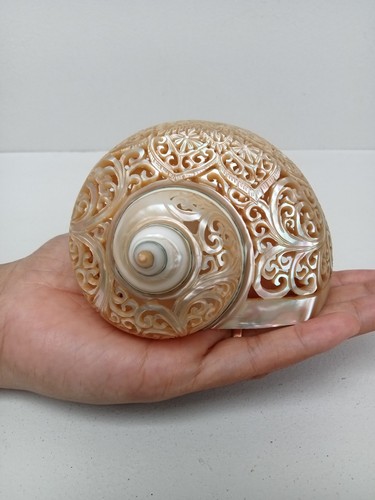 Hand carved turbo - hand, shell