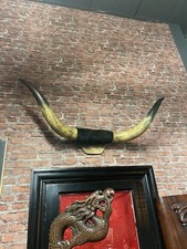 Butcher Shop Bulls Horns 4ft