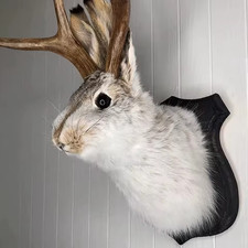 Animal Wall Sculpture –