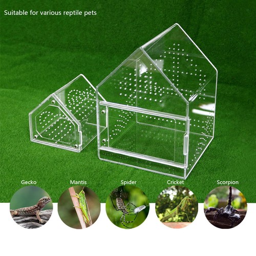 Jumping spider terrarium - spider,