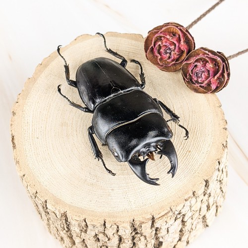 Stag beetle 59 - beetle, 59+mm