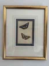Vintage butterfly art - Framed