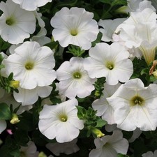 PETUNIA SURFINIA x36 SNOW