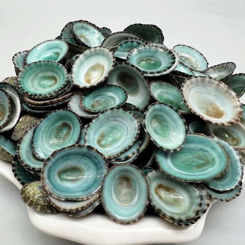 100pc green limpet - 100pc,