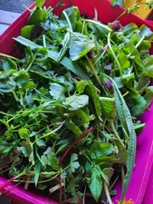 Fresh Organic Seasonal foraged