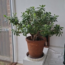 Mature Jade Plant (Crassula