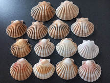 14 Curved Scallop Shells 11 -