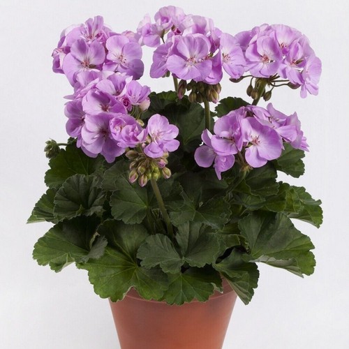Zonal geranium lavender - 6,