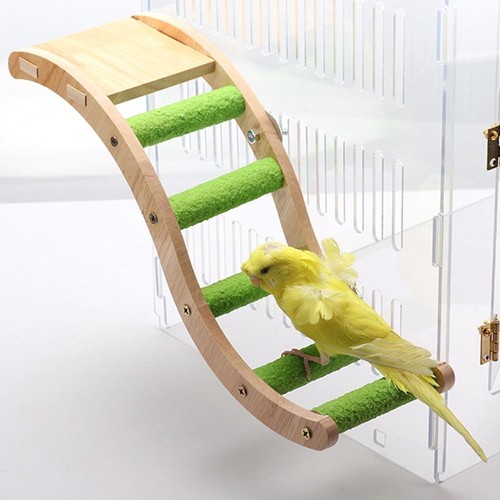 Parrot pet bird - bird, net