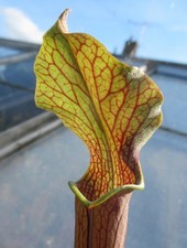 Sarracenia Rubra ssp Rubra