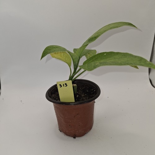 Yellow brugmansia rooted angel - yellow,