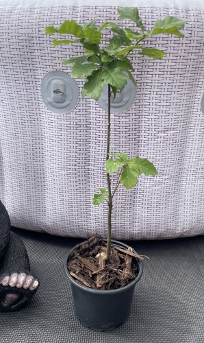 Sessile oak tree quercus - sessile,